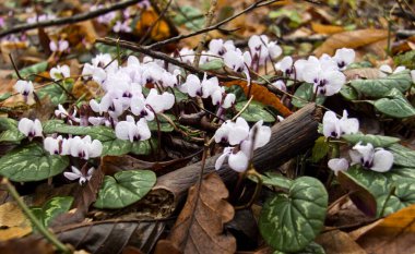 Adygea Cumhuriyeti konumu, Dakhovskaya köyünün alanı. Uranyum-barit adits 'e giden terk edilmiş bir yol..
