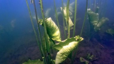 Konum Rusya, Krasnodar Bölgesi. Tatlı su gölünün sualtı dünyası.