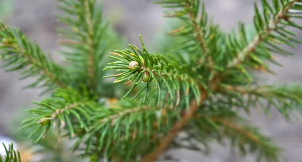 种植针叶树是俄罗斯南部地区的传统做法之一 — 图库照片