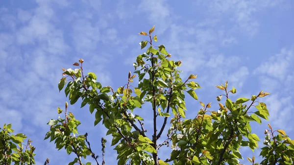 Céu Azul Claro Garante Paz Paz Espírito Qualquer Pessoa — Fotografia de Stock