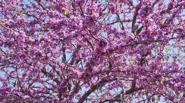 ユダの木というのは この植物の非公式な名前で 聖書のルーツを持つ珍しい名前です イエス キリストを裏切った使徒ユダの死に関連するユダの木についての伝説があります — ストック写真