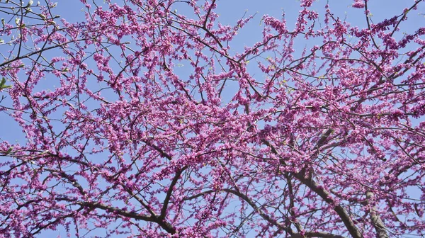 The Judas Tree is the unofficial name for the cercis plant.Such an unusual name has biblical roots. There is a whole legend about the tree of Judah associated with the death of the apostle Judas, who betrayed Jesus Christ.