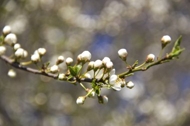 Yeri Rusya, Krasnodar Bölgesi, Ust-Labinsky bölgesi. Tarihsel geçmişi olan şaşırtıcı doğal yerler. Yürüyüş.