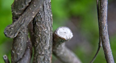Yeri Rusya, Krasnodar Bölgesi, Ust-Labinsky bölgesi. Tarihsel geçmişi olan şaşırtıcı doğal yerler. Yürüyüş