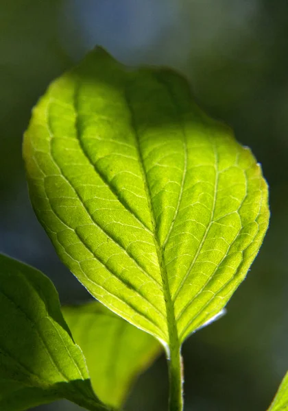 Lokalizacja Rosja Terytorium Krasnodarskie Dystrykt Ust Labinsky Niesamowite Naturalne Miejsca — Zdjęcie stockowe