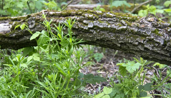 Plaats Rusland Krasnodar Territory Ust Labinsky District Geweldige Natuurlijke Plaatsen — Stockfoto