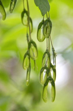 Yeri Rusya, Krasnodar Bölgesi, Ust-Labinsky bölgesi. Tarihsel geçmişi olan şaşırtıcı doğal yerler. Yürüyüş