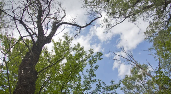 Umístění Rusko Krasnodar Territory Ústecko Labinského Okres Úžasná Přírodní Místa — Stock fotografie