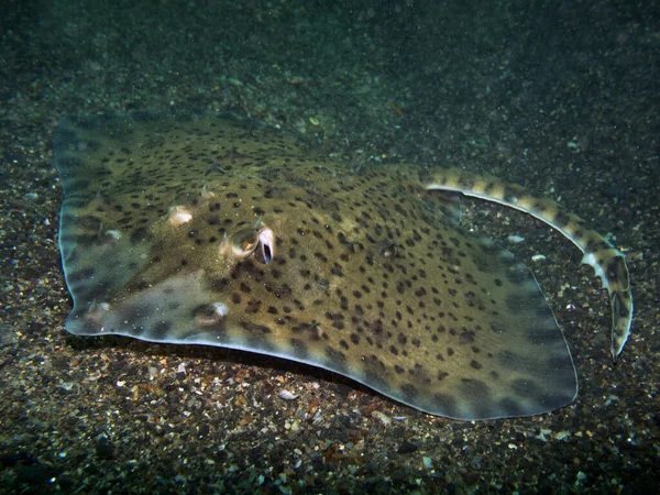 新罗西斯克地区 惊人的水下世界 — 图库照片