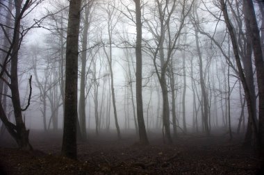 Konum - Kuzey Kafkasya, Adygea Cumhuriyeti. İnanılmaz dağlık alanlarda yürüyüş..
