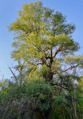 Yeri Rusya, Krasnodar Bölgesi, Ust-Labinsky bölgesi. Tarihsel geçmişi olan şaşırtıcı doğal yerler. Yürüyüş