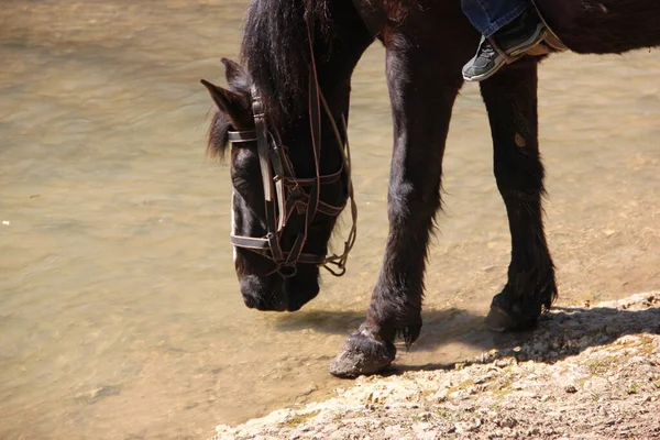 Location North Caucasus Republic Adygea Horse Walks Beautiful Mountains One — Stock Photo, Image