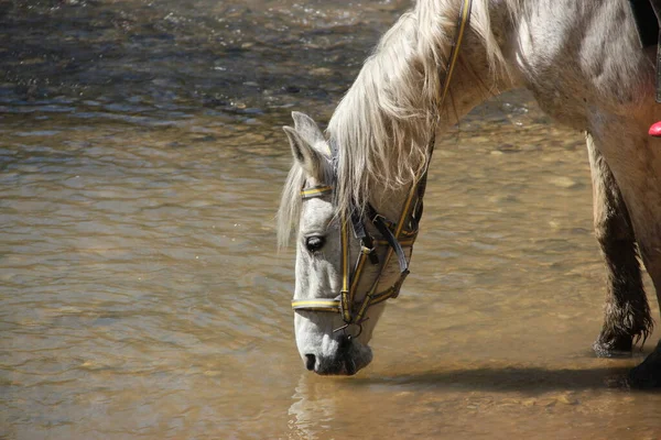 Location North Caucasus Republic Adygea Horse Walks Beautiful Mountains One — Stock Photo, Image