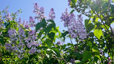 Yeri Rusya, Krasnodar Bölgesi, Ust-Labinsky bölgesi. Tarihsel geçmişi olan şaşırtıcı doğal yerler. Yürüyüş