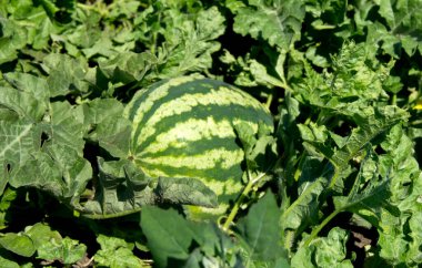 Yeri Rusya, Krasnodar Bölgesi, Ust-Labinsky bölgesi. Tarihsel geçmişi olan şaşırtıcı doğal yerler. Yürüyüş.