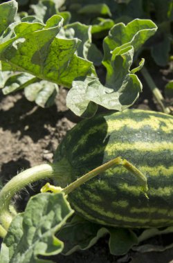 Yeri Rusya, Krasnodar Bölgesi, Ust-Labinsky bölgesi. Tarihsel geçmişi olan şaşırtıcı doğal yerler. Yürüyüş.