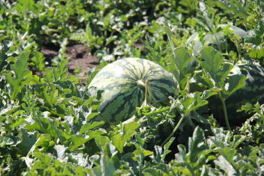 Yeri Rusya, Krasnodar Bölgesi, Ust-Labinsky bölgesi. Tarihsel geçmişi olan şaşırtıcı doğal yerler. Yürüyüş.