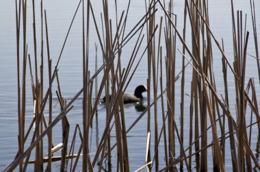 Yeri Rusya, Krasnodar Bölgesi, Ust-Labinsky bölgesi. Tarihsel geçmişi olan şaşırtıcı doğal yerler. Yürüyüş.