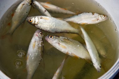 Yeri Rusya, Krasnodar Bölgesi, Ust-Labinsky bölgesi. Tarihsel geçmişi olan şaşırtıcı doğal yerler. Yürüyüş