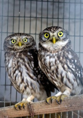 Yeri Rusya, Krasnodar Bölgesi, Ust-Labinsky bölgesi. Tarihsel geçmişi olan şaşırtıcı doğal yerler. Yürüyüş