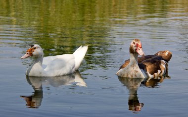 Yeri Rusya, Krasnodar Bölgesi, Ust-Labinsky bölgesi. Tarihsel geçmişi olan şaşırtıcı doğal yerler. Yürüyüş