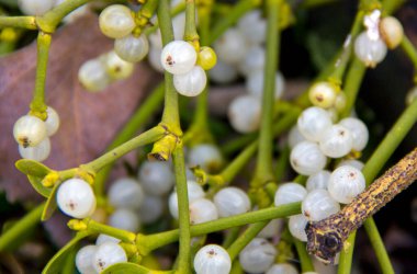 Yeri Rusya, Krasnodar Bölgesi, Ust-Labinsky bölgesi. Tarihsel geçmişi olan şaşırtıcı doğal yerler. Yürüyüş