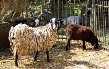 Yeri Rusya, Krasnodar Bölgesi, Ust-Labinsky bölgesi. Tarihsel geçmişi olan şaşırtıcı doğal yerler. Yürüyüş