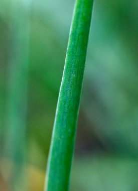 Yeri Rusya, Krasnodar Bölgesi, Ust-Labinsky bölgesi. Tarihsel geçmişi olan şaşırtıcı doğal yerler. Yürüyüş