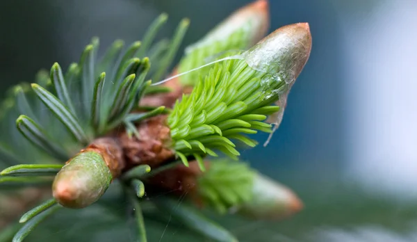 Plats Ryssland Krasnodar Territory Ust Labinsky Distriktet Fantastiska Naturområden Rika — Stockfoto