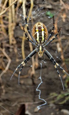 Bölge - Adygea Cumhuriyeti, doğa, nehirler ve ulusal geleneklerle ilişkili şaşırtıcı kırsal alanlar.
