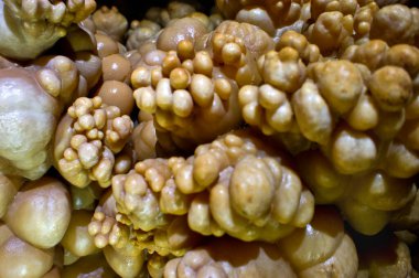 Konum Rusya, Krasnodar Bölgesi. Isichenko mağarası, hayranların ulaşamayacağı güzellikte ve Kafkasya 'daki en uzun mağaralardan biridir. Sıra dışı mağara.