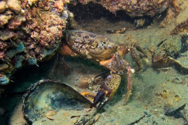  Konum Rusya, Taman Yarımadası, Kerch Boğazı. Aktif bir nakliye bölgesi, inanılmaz bir kıyı doğal bölgesi, zengin bir sualtı dünyası ve eşsiz tarihsel keşifler.. 