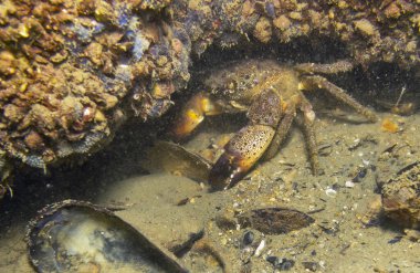  Konum Rusya, Taman Yarımadası, Kerch Boğazı. Aktif bir nakliye bölgesi, inanılmaz bir kıyı doğal bölgesi, zengin bir sualtı dünyası ve eşsiz tarihsel keşifler.. 