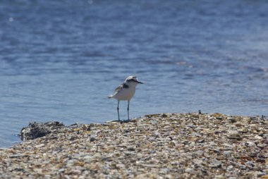  Konum Rusya, Taman Yarımadası, Kerch Boğazı. Aktif bir nakliye bölgesi, inanılmaz bir kıyı doğal bölgesi, zengin bir sualtı dünyası ve eşsiz tarihsel keşifler..      