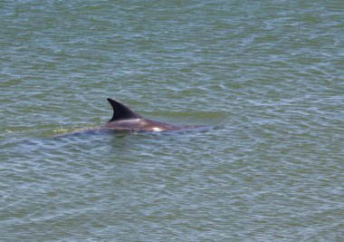  Konum Rusya, Taman Yarımadası, Kerch Boğazı. Aktif bir nakliye bölgesi, inanılmaz bir kıyı doğal bölgesi, zengin bir sualtı dünyası ve eşsiz tarihsel keşifler..      