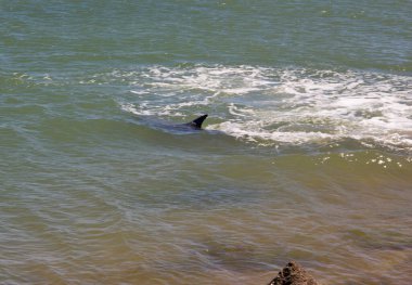  Konum Rusya, Taman Yarımadası, Kerch Boğazı. Aktif bir nakliye bölgesi, inanılmaz bir kıyı doğal bölgesi, zengin bir sualtı dünyası ve eşsiz tarihsel keşifler..      