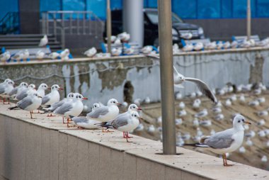 Krasnodar Bölgesi, Rusya, Novorossiysk. Zengin ve kahramanca bir geçmişi olan büyük bir liman şehri..