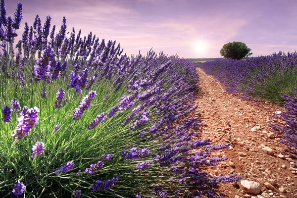 Nice view in the field of lavenders in Provence (France)