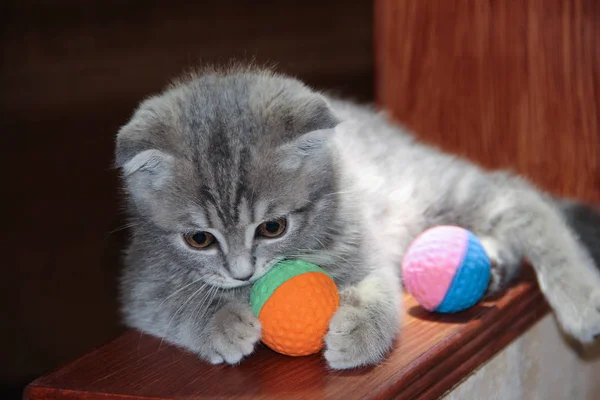 kitty Scottish fold marble playing with balls