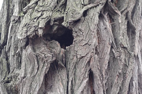 squirrel house in the woods