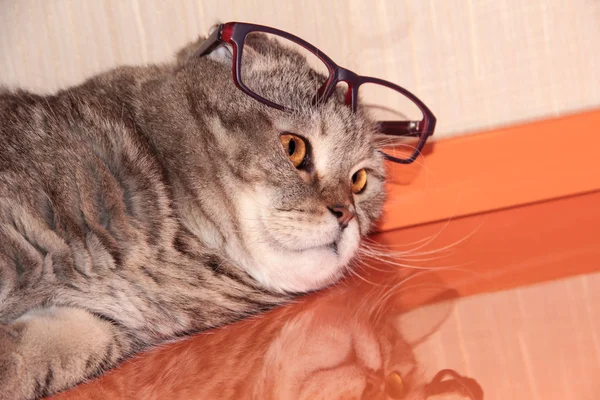 The cat has glasses on his forehead. Cat Professor
