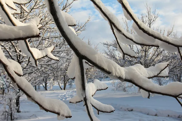 Snow-covered winter tree branches. Winter landscape with sun. Bright winter day.