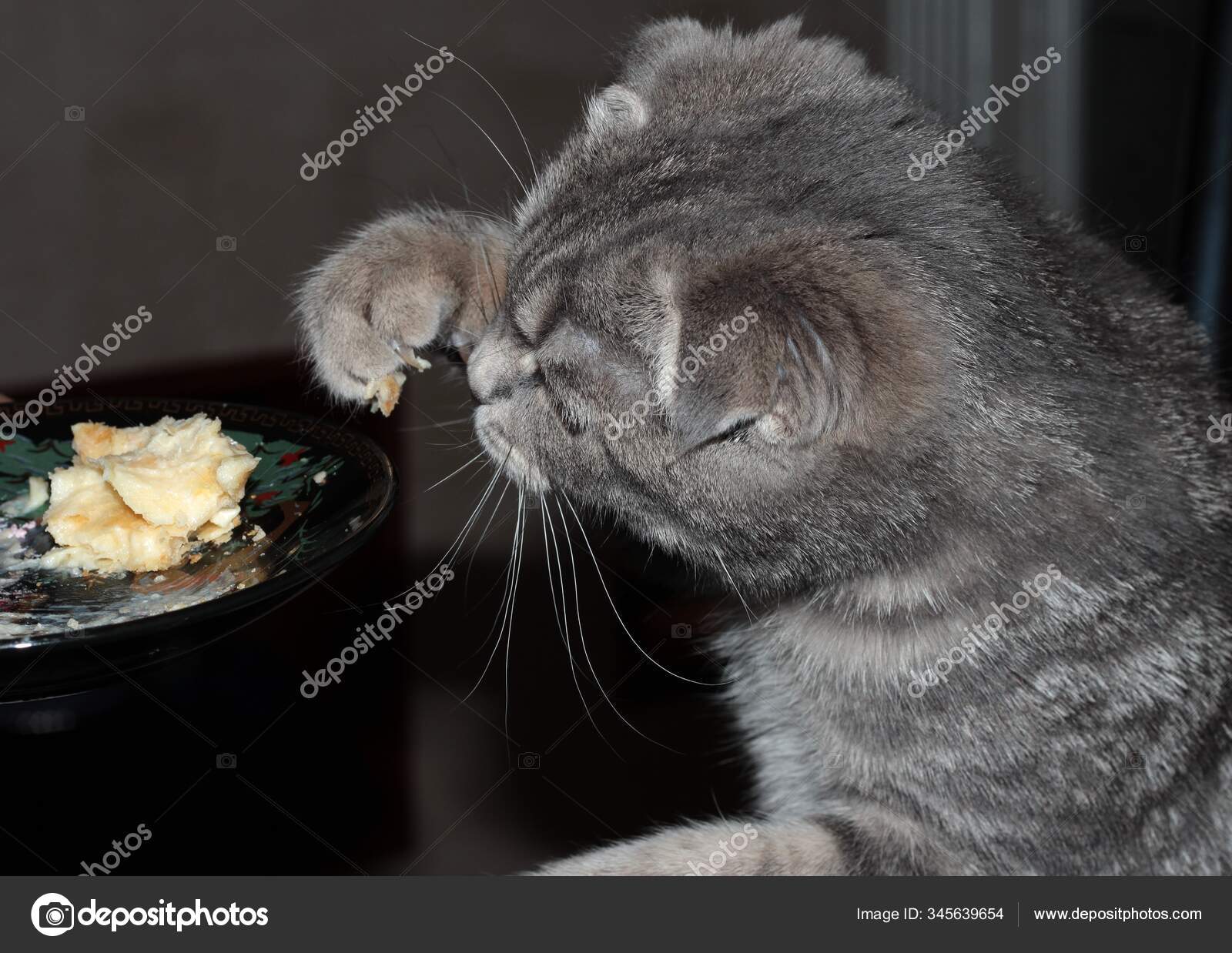 kitten eating cake