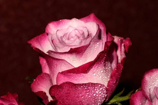 Macro rose in the dew. Red rose with water drops. The holiday card