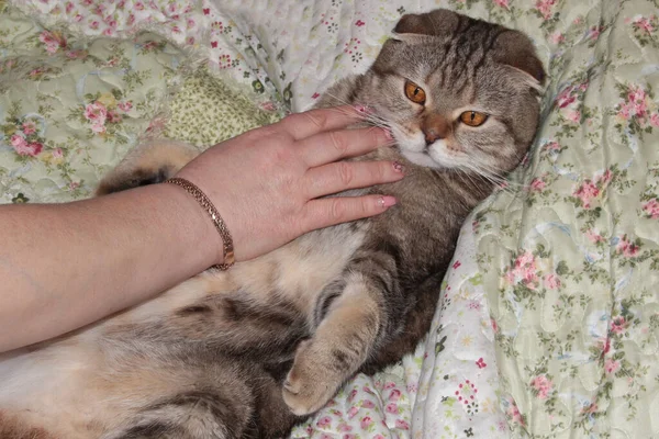 A woman\'s hand is stroking a sick cat. Unwell striped cat