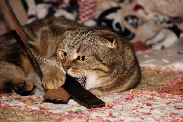 The cat is playing with a toy. The cat bites the belt. The cat caught its prey.