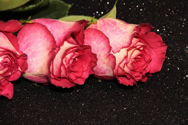 Three pink roses on a black background with bokeh. Flower buds on a dark background with a sparkle.