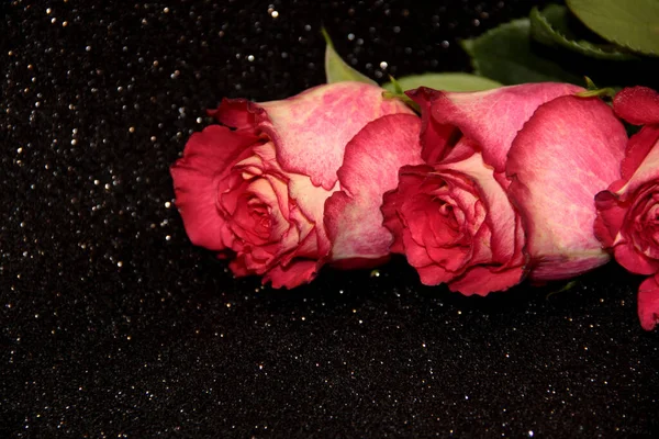 Three pink roses on a black background with bokeh