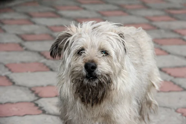 A dirty dog from the yard. Shaggy not well-groomed dog.