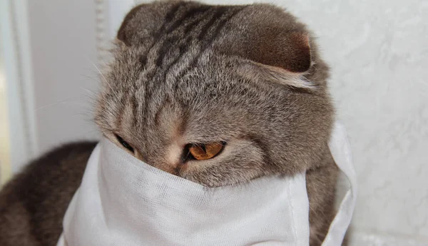 A cat in a white mask. Sadness of the tabby cat. Self-isolation of the animal.